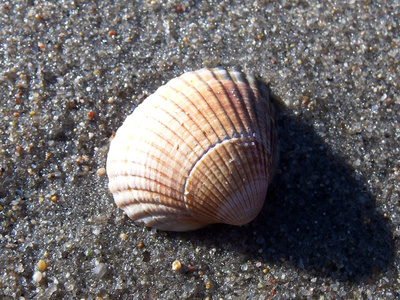 Muschel auf Sand