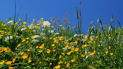 Alpenblumenwiese auf dem Goli