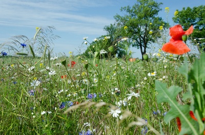 Buntgemischt