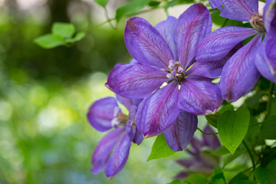 blaue Clematis-Blüten