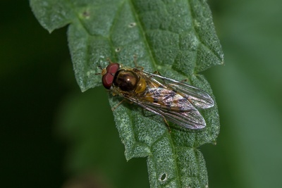 Gebänderte Buchenschwebfliege