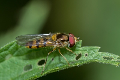 Gebänderte Buchenschwebfliege (2)