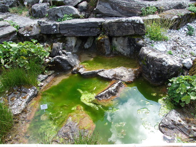 Wieviele kleine Kröten sind im oder um den Teich?