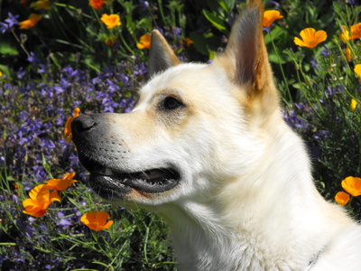 Weißer Hund im Blumenmeer