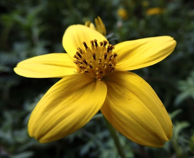Blütenmakro in Gelb