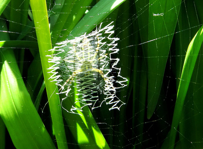 Spinnennetz einer Wespenspinne