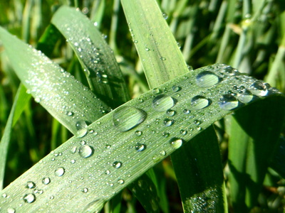 Regentropfen auf Gras