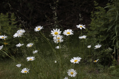 margeriten