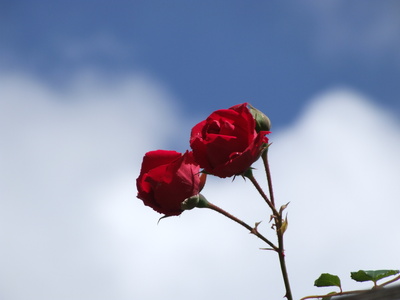 Rose gegen Himmel