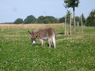 Esel im Sauerland