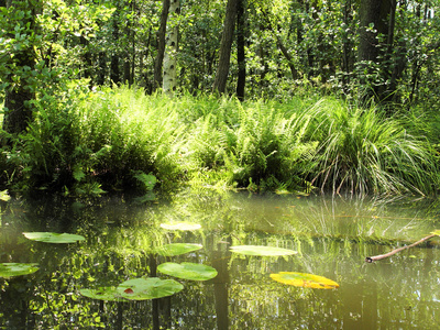 Fluss mit Seerosenblätter