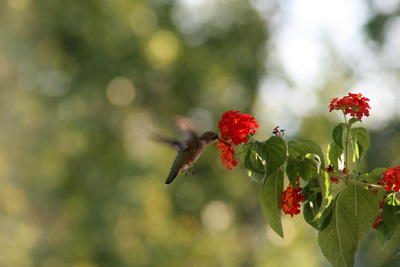 Kolibri an Balkonplanze