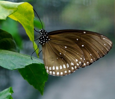 brauner Schmetterling