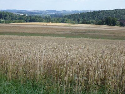 Kornfeld im Sauerland