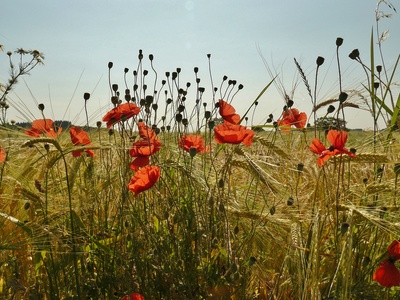 "Der letzte Mohn!"