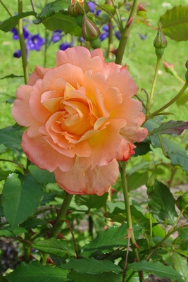 Rose-Lachsfarben_