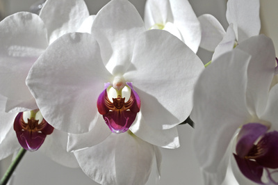 weiße Orchideen