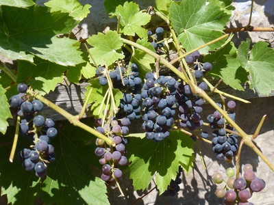 Blaue Weintrauben