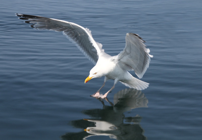 Landung im Wasser