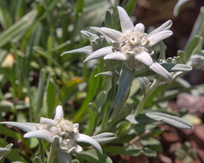 Edelweiss