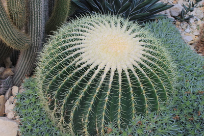 Riesen-Kaktus