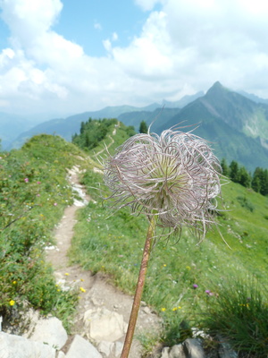Alpenanemone (Pulsatilla Alpina)