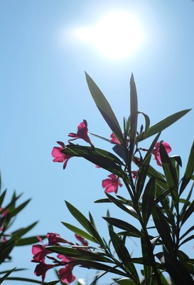 Oleander in der Sommersonne