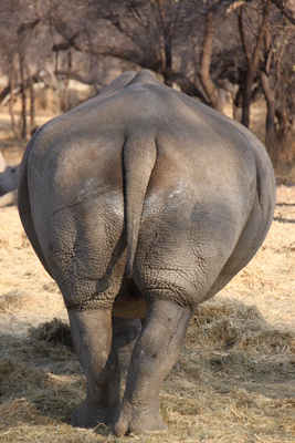 Nashorn von hinten
