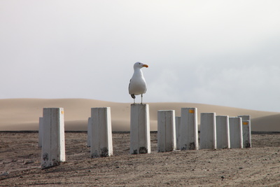 Möwe am Strand