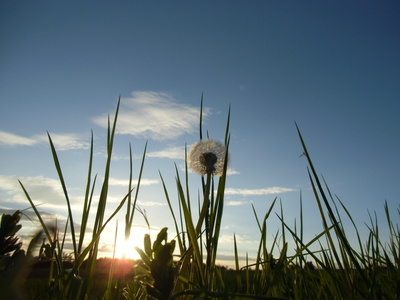 Pusteblume am Abend