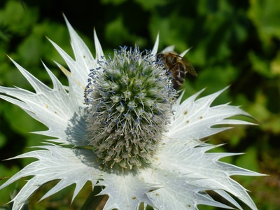 Distelblüte mit Biene