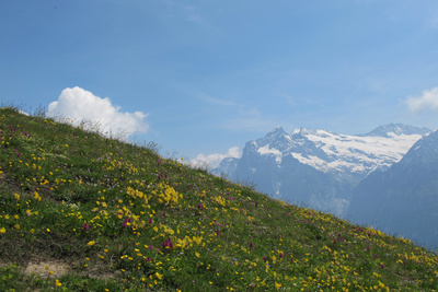 Alpenblumen auf dem Männlichen