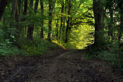 Ein Waldweg