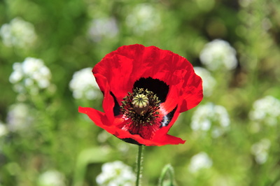 Mohnblume Klatschmohn