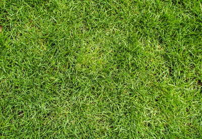 Kostenloses Foto: Rasen - pixelio.de