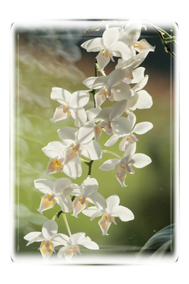 eingerahmte orchideen in weiß