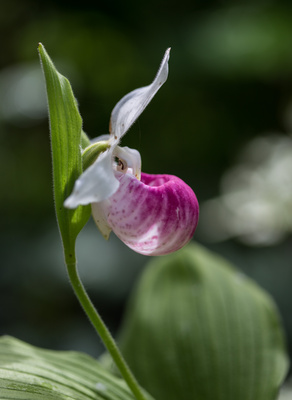 Orchideenblüte im Hausgarten_hoch