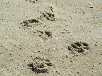 Hundespuren im Sand