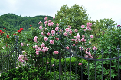 Rosenfülle am Zaun