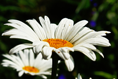 Weiß - gelb Weiß - gelb