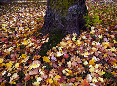 Herbstblätter