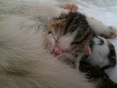 Kitten nach der Geburt