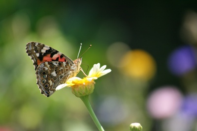 schmetterling...distelfalter..