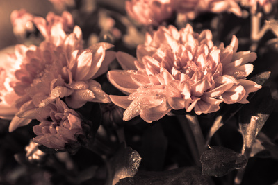 Sepia Blume