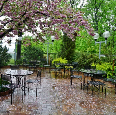 Regennasse Terrasse unter Kirschblüten