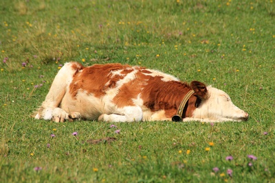 Ein müdes Kälbchen