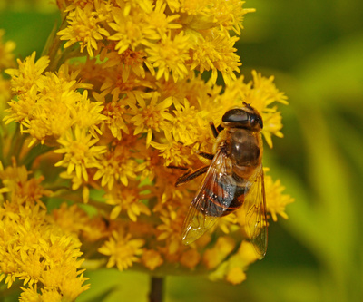 Honigbiene an kleinen Wildblüten