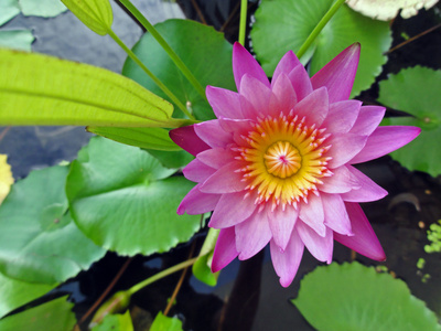 Lotusblüte in Asien