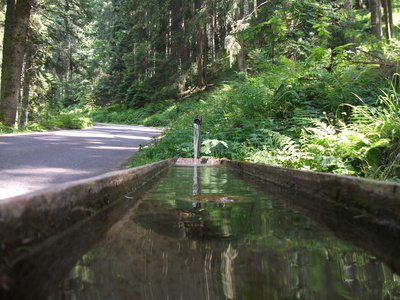 Brunnen im Wald