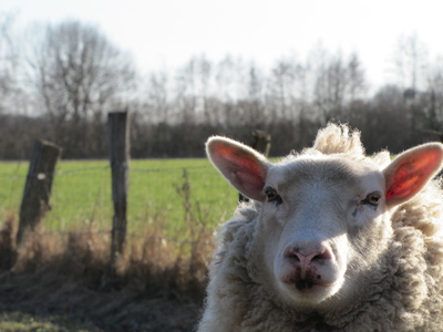 Schaf im Münsterland
